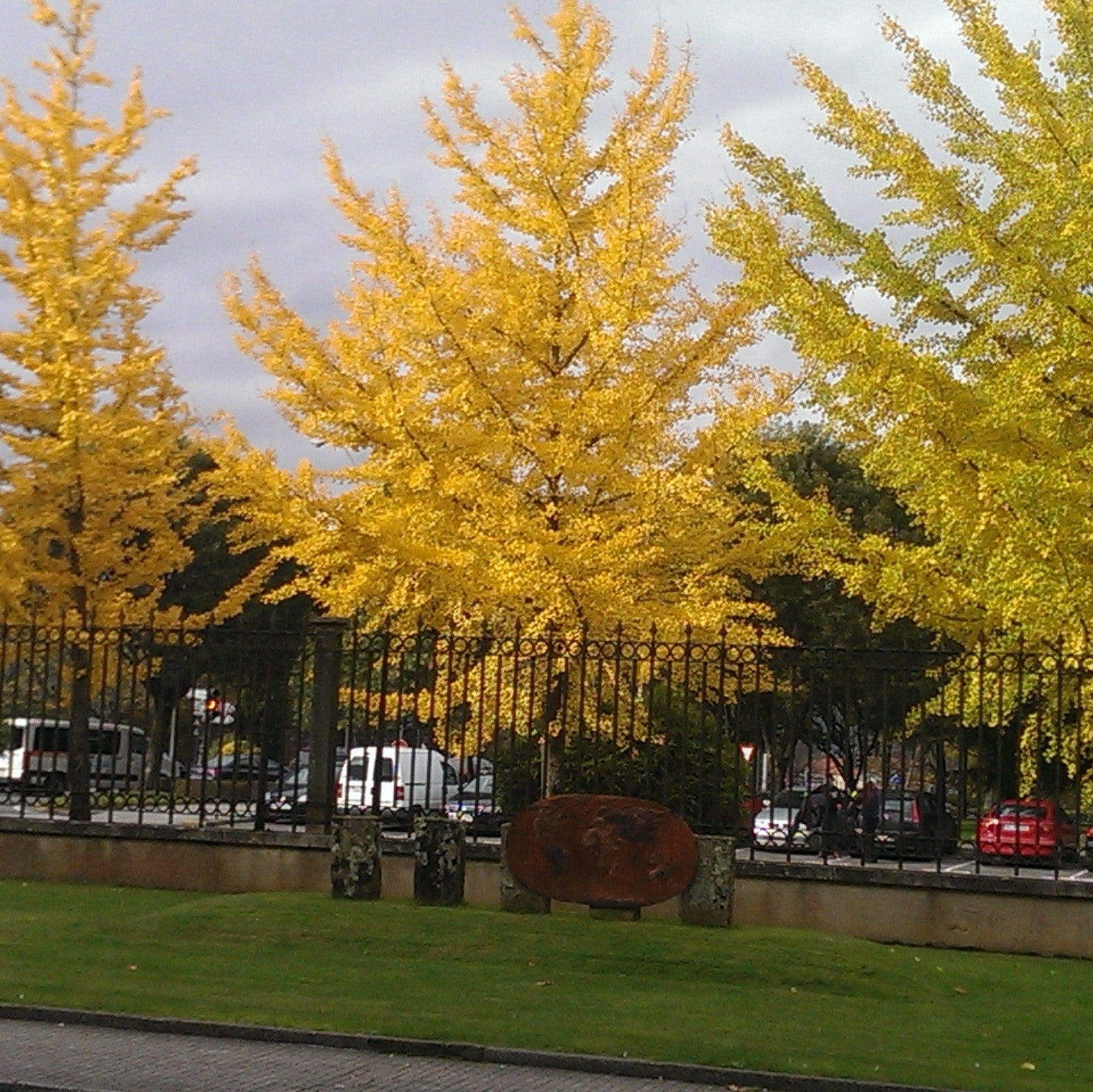 Ginkgo biloba 'The President' ~ Presidential Gold® Ginkgo-ServeScape