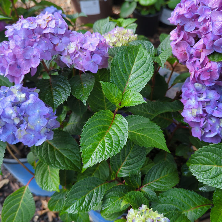 Hydrangea macrophylla 'P11HM-11' ~ Endless Summer® Bloomstruck® Hydrangea-ServeScape