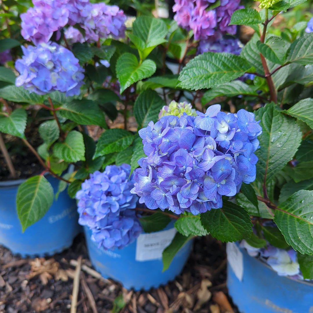 Hydrangea macrophylla 'P11HM-11' ~ Endless Summer® Bloomstruck® Hydrangea-ServeScape