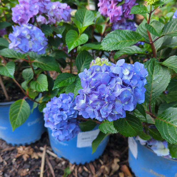 Hydrangea macrophylla 'P11HM-11' ~ Endless Summer® Bloomstruck® Hydrangea-ServeScape