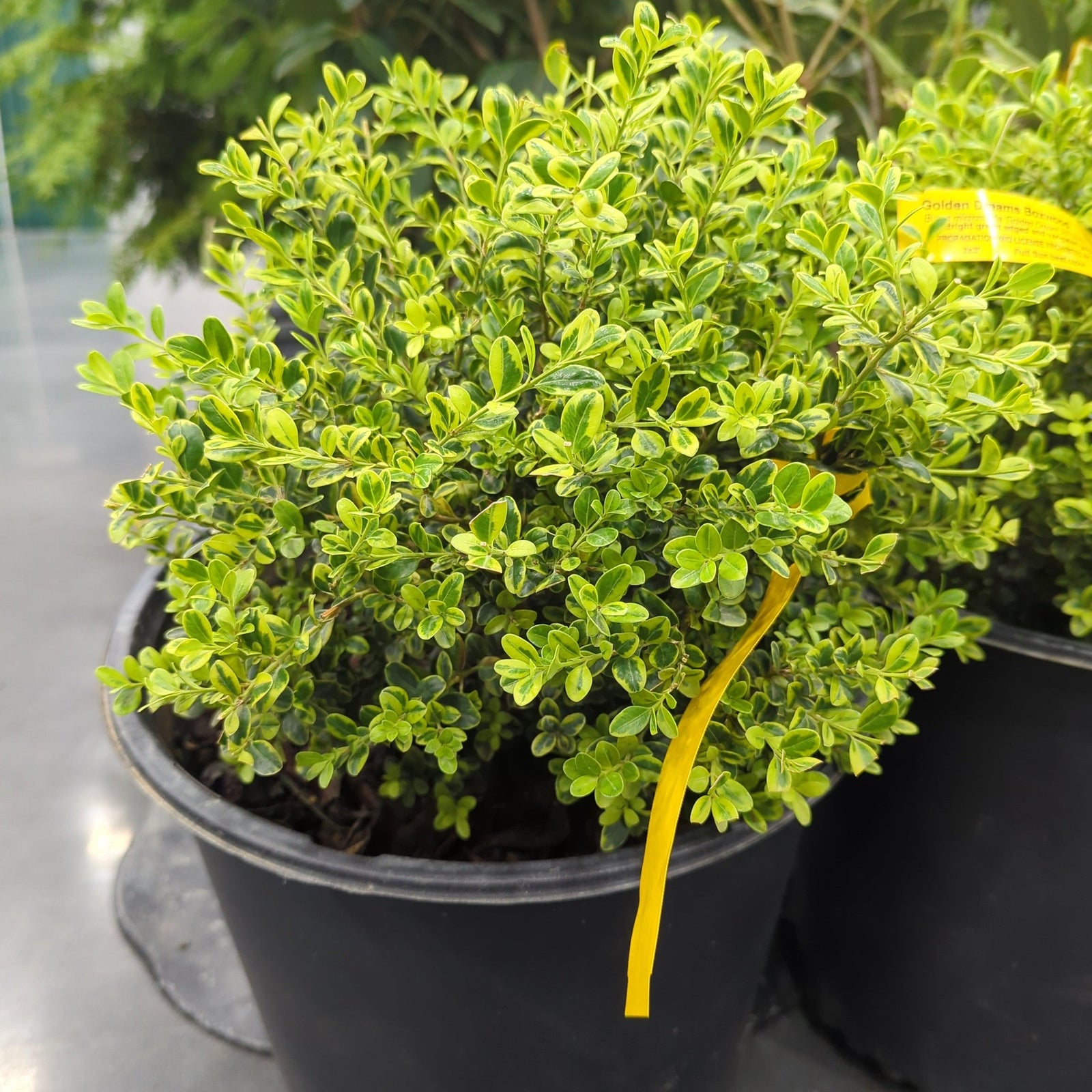 Buxus microphylla 'Peergold' ~ Golden Dream Boxwood-ServeScape