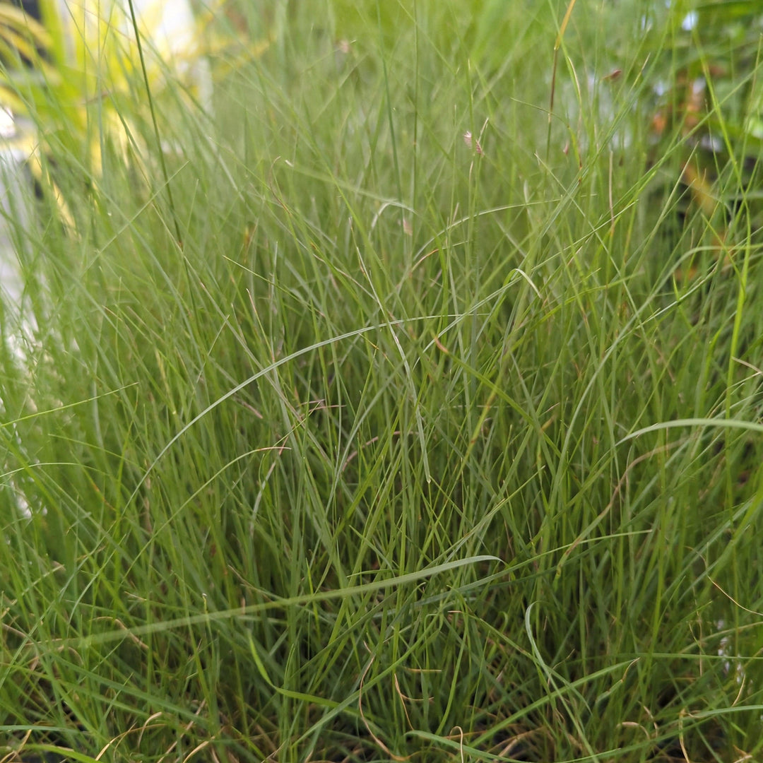 Bouteloua gracilis ~ Blue Grama-ServeScape