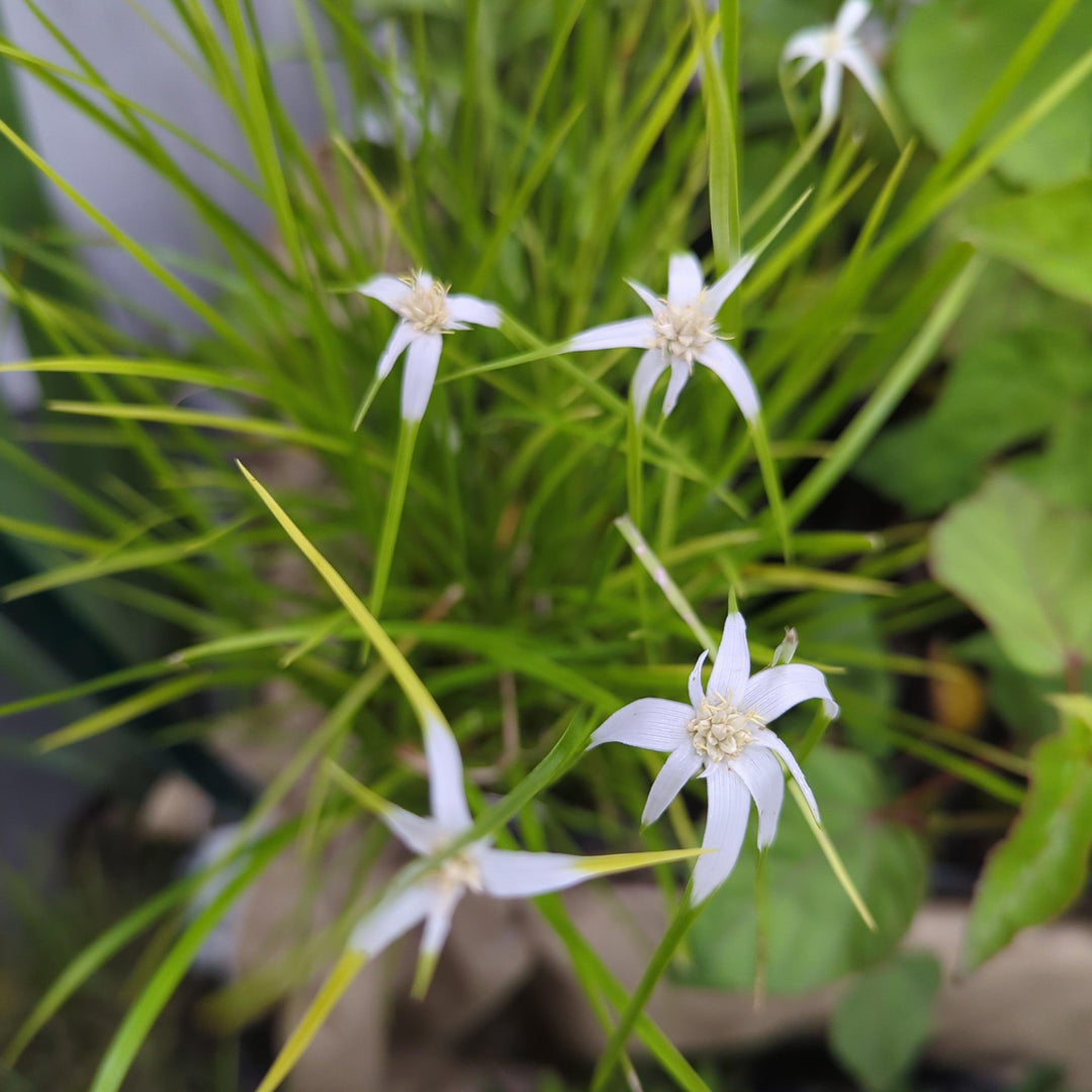 Dichromena latifolia ~ Star Rush, White-Top Sedge-ServeScape