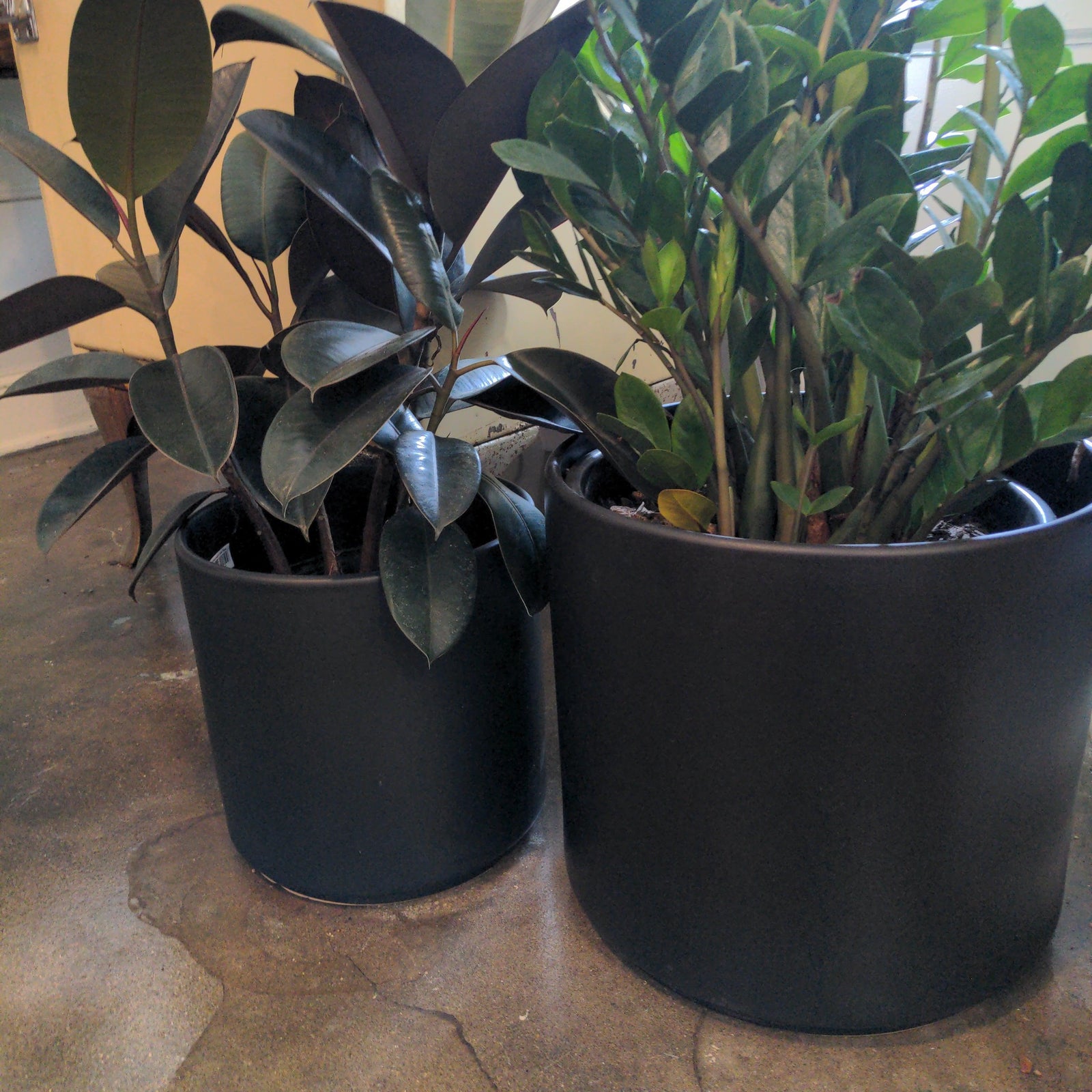 Indoor ~ Black Cylinder Ceramic Pot-ServeScape