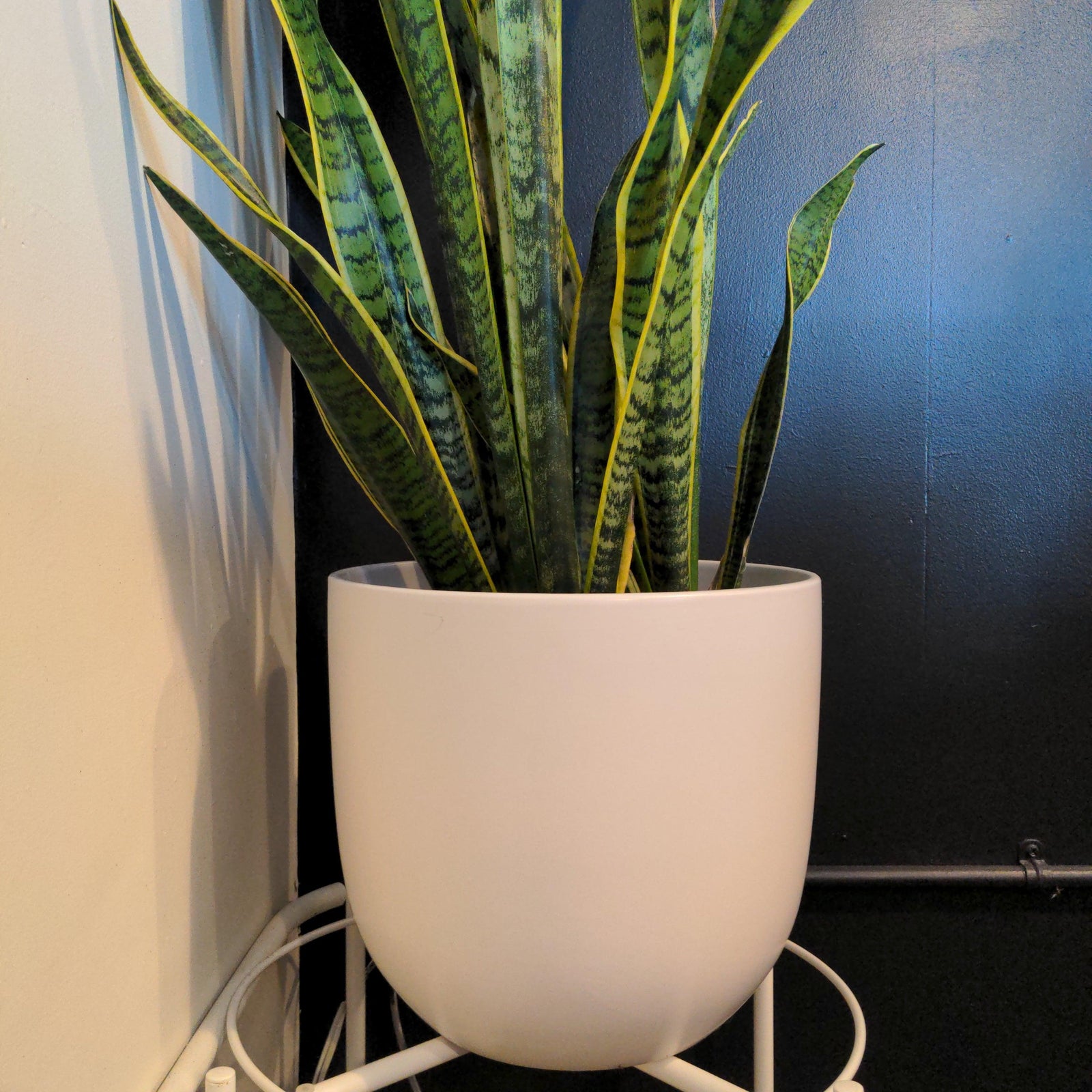 Indoor ~ White Bell Ceramic Pot-ServeScape