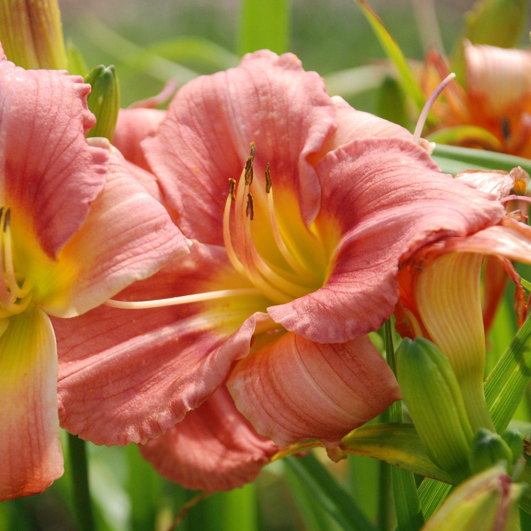 Hemerocallis 'Rosy Returns' ~ Rosy Returns Daylily-ServeScape