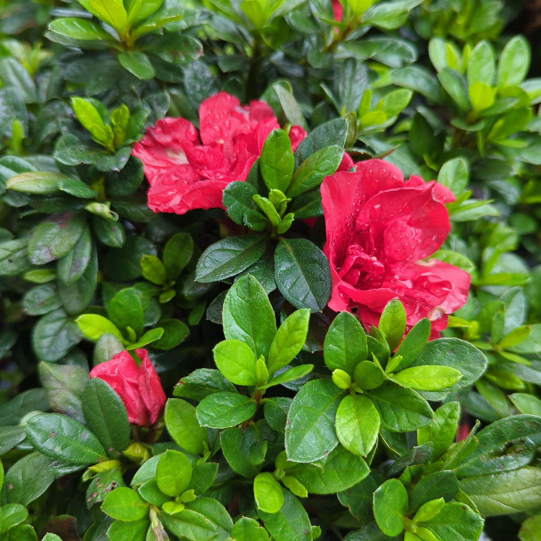 Rhododendron ‘Roblez’ ~ Encore® Autumn Fire™ Azalea-ServeScape