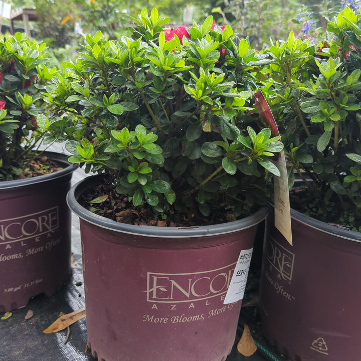 Rhododendron ‘Roblez’ ~ Encore® Autumn Fire™ Azalea-ServeScape