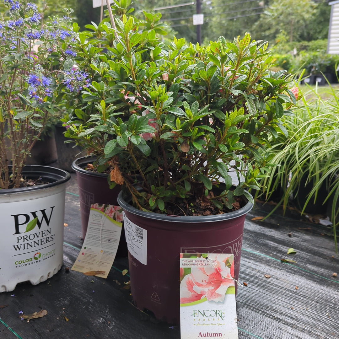 Rhododendron ‘Robleze’ ~ Encore® Autumn Starburst™ Azalea-ServeScape