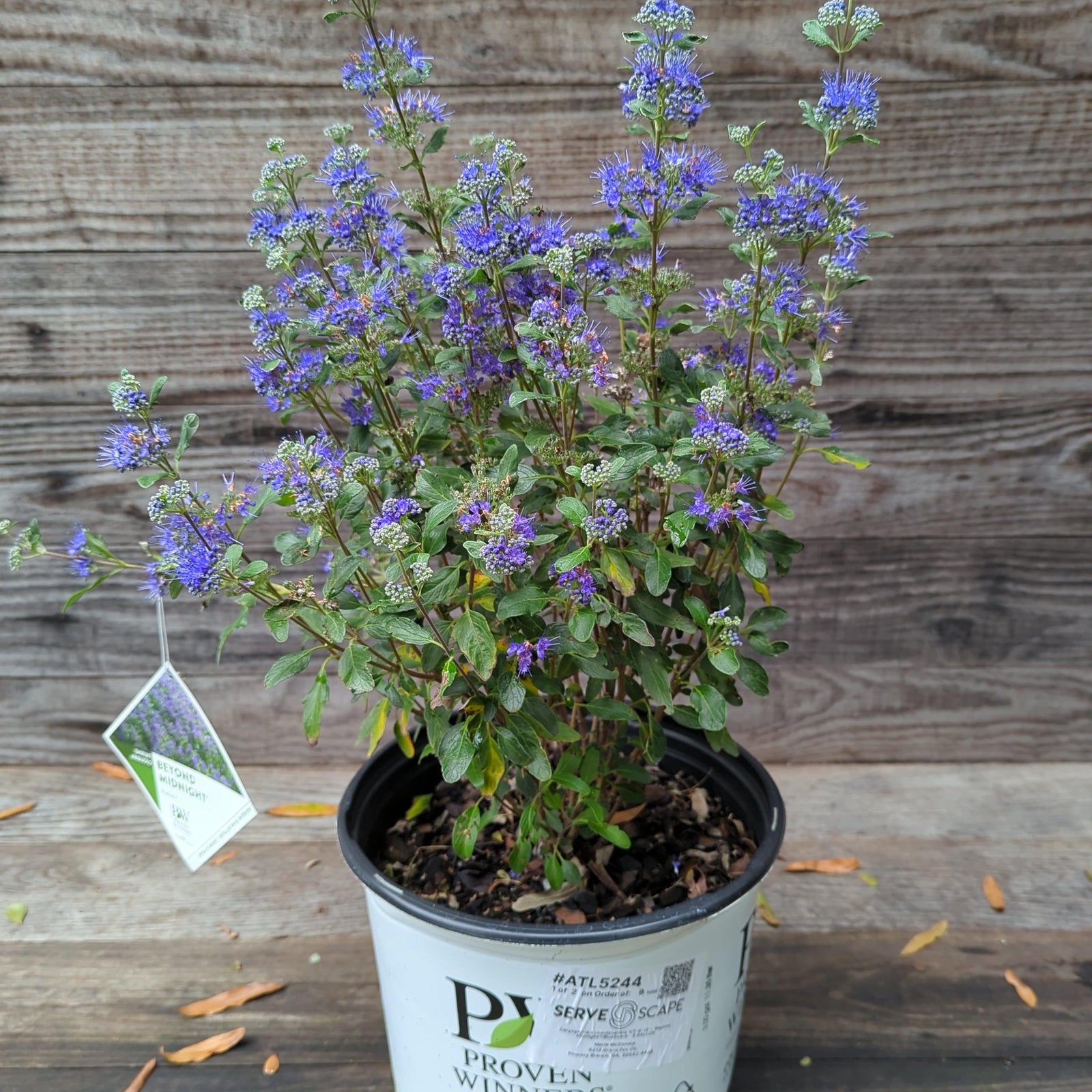 Caryopteris x clandonensis 'CT-9-12' ~ Beyond Midnight® Bluebeard-ServeScape