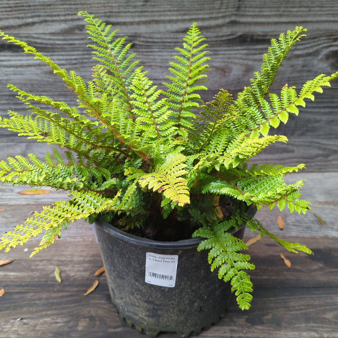 Polystichum polyblepharum ~ Tassel Fern-ServeScape