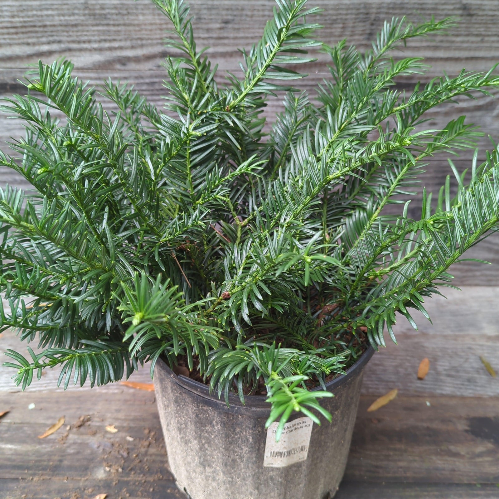 Cephalotaxus harringtonia 'Duke Gardens' ~ Duke Gardens Japanese Plum Yew-ServeScape