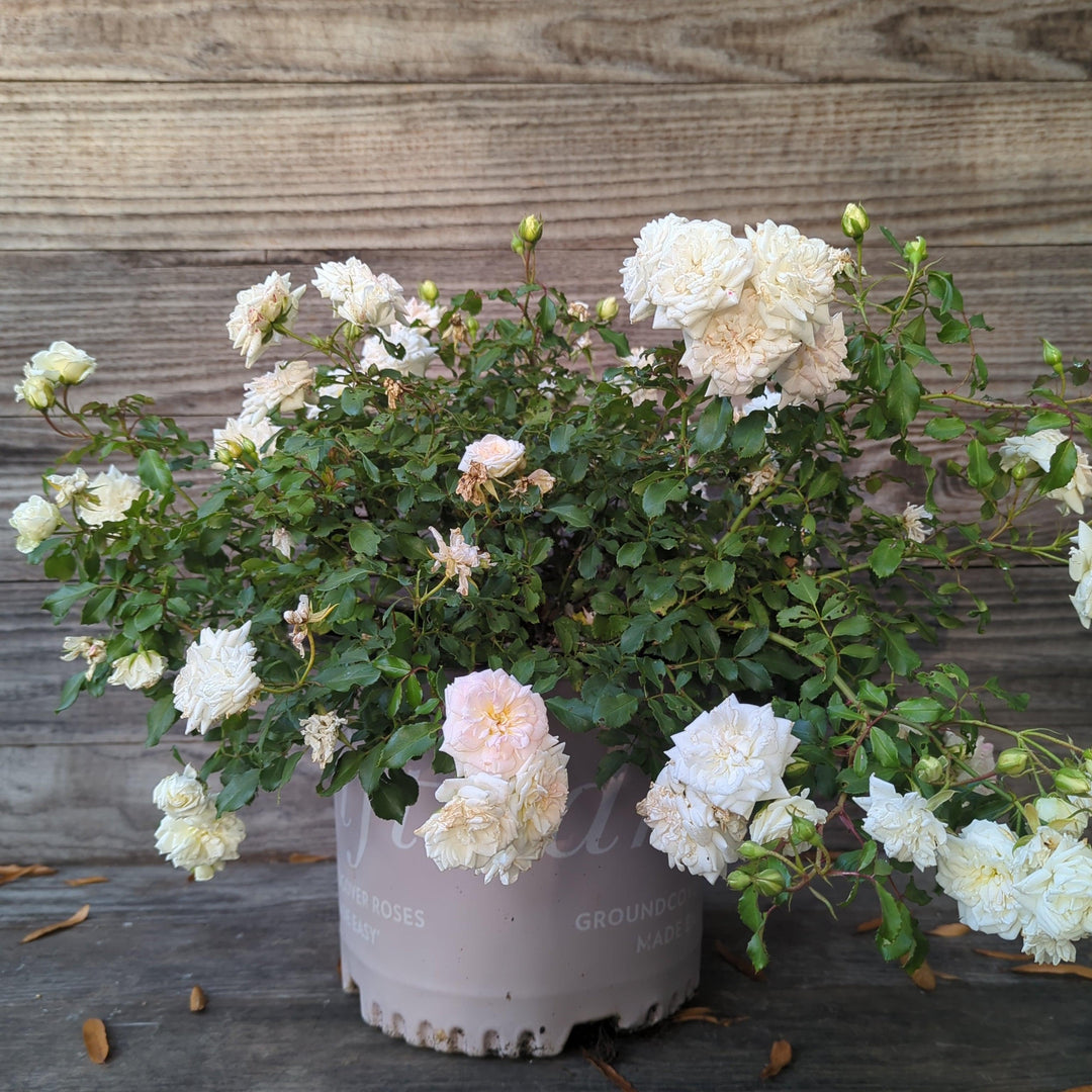 White drift Rose ServeScape