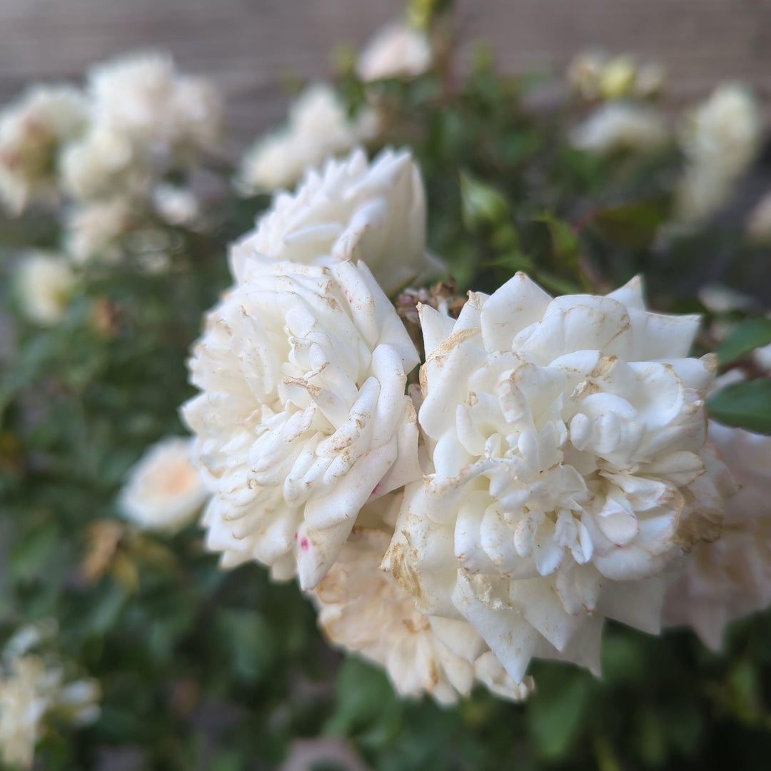 Rosa 'Meizorland’ PP#28,054 ~ White Drift® Rose-ServeScape