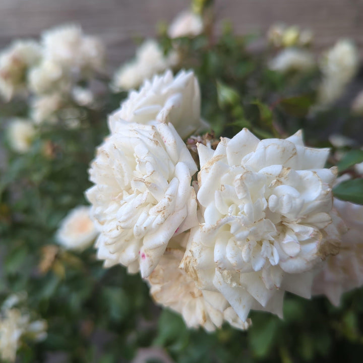 Rosa 'Meizorland’ PP#28,054 ~ White Drift® Rose-ServeScape