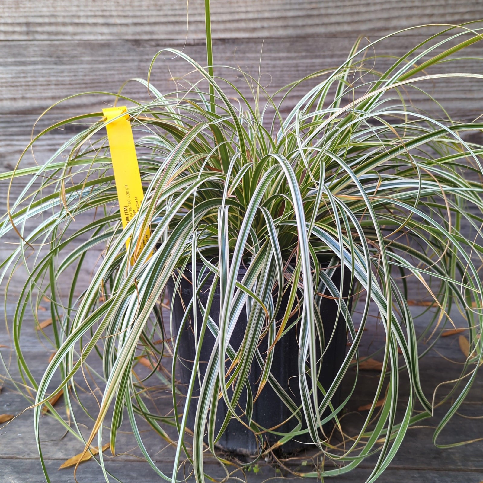 Feather falls carex ServeScape