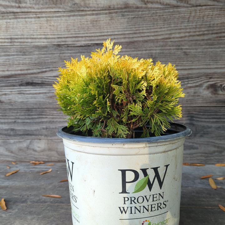 Thuja occidentalis 'Anna van Vloten' USPP 25,868 ~ Anna's Magic Ball® Arborvitae-ServeScape