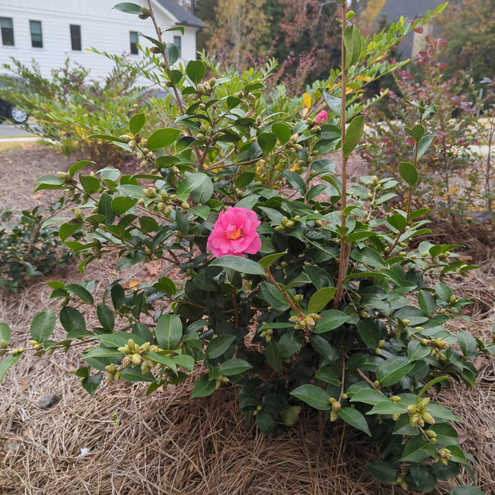 Camellia 'Winter's Joy' ~ Winter's Joy Camellia-ServeScape