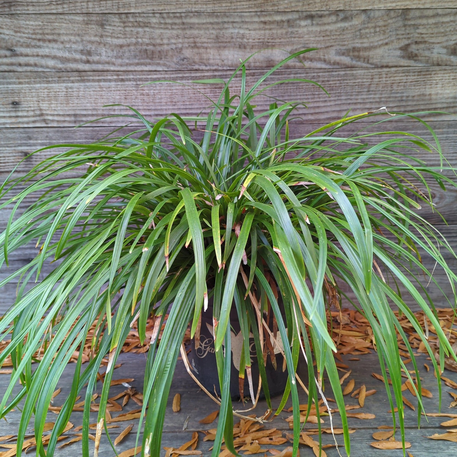 Ophiopogon jaburan 'HOCF' ~ Crystal Falls® Mondo Grass-ServeScape
