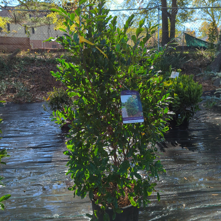 Prunus caroliniana 'Grecct' ~ Centre Court™ Cherry Laurel-ServeScape