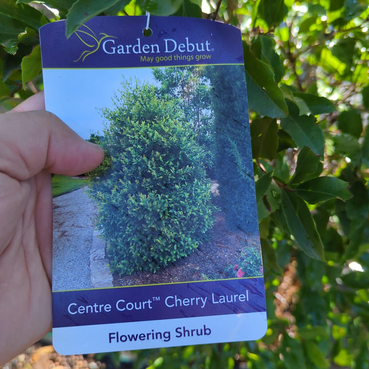 Prunus caroliniana 'Grecct' ~ Centre Court™ Cherry Laurel-ServeScape