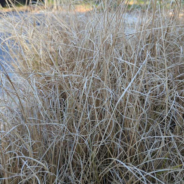 Pennisetum alopecuroides 'Hameln ~ Hameln Fountain Grass-ServeScape
