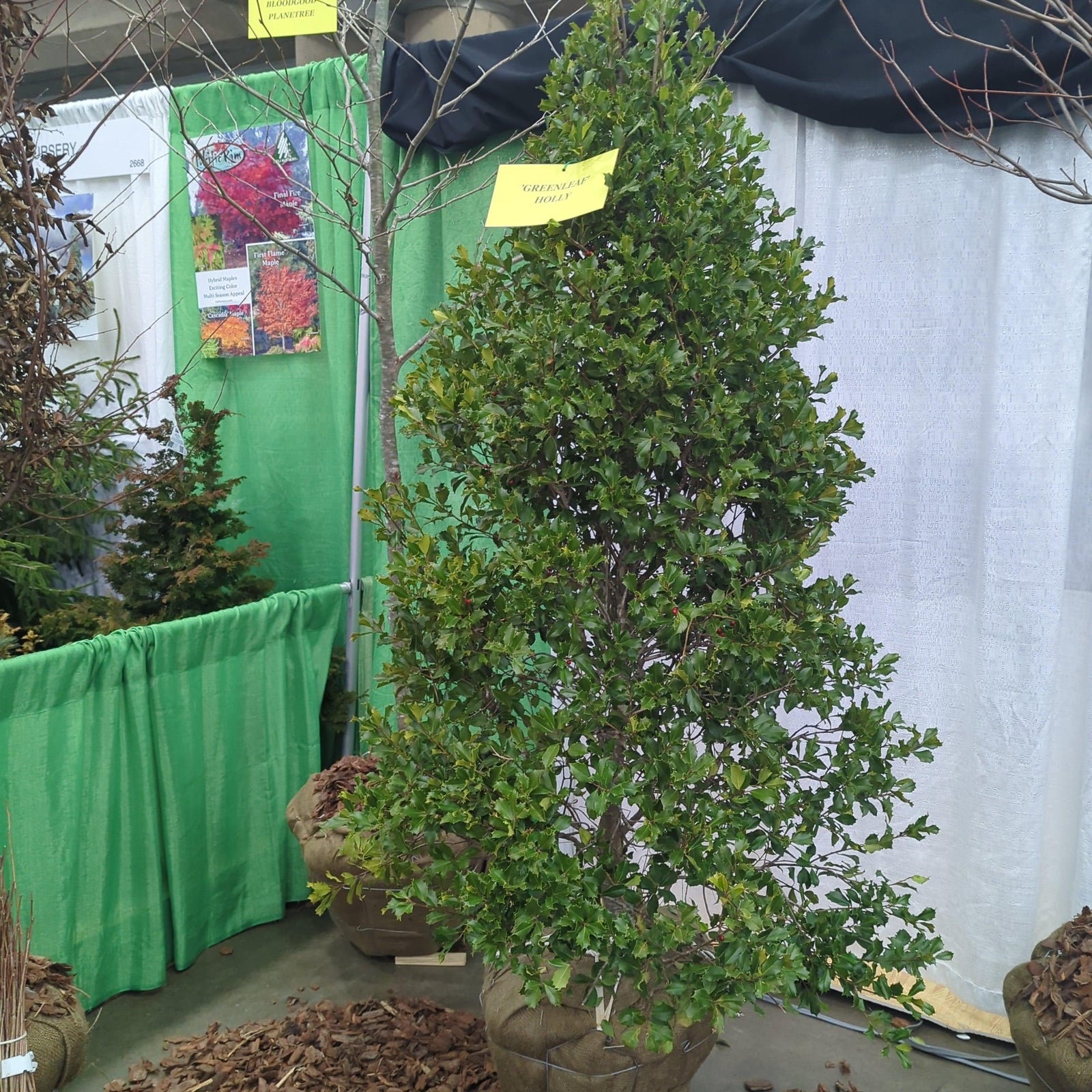 Ilex opaca 'Greenleaf' ~ Greenleaf American Holly-ServeScape