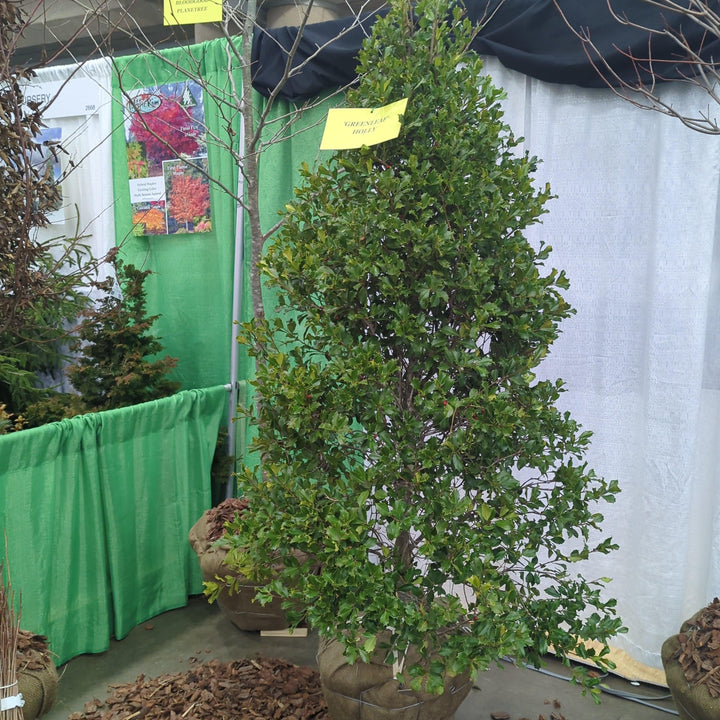 Ilex opaca 'Greenleaf' ~ Greenleaf American Holly-ServeScape