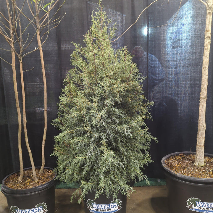 Cupressus arizonica glabra 'Carolina Sapphire' ~ Carolina Sapphire, Smooth Arizona Cypress-ServeScape