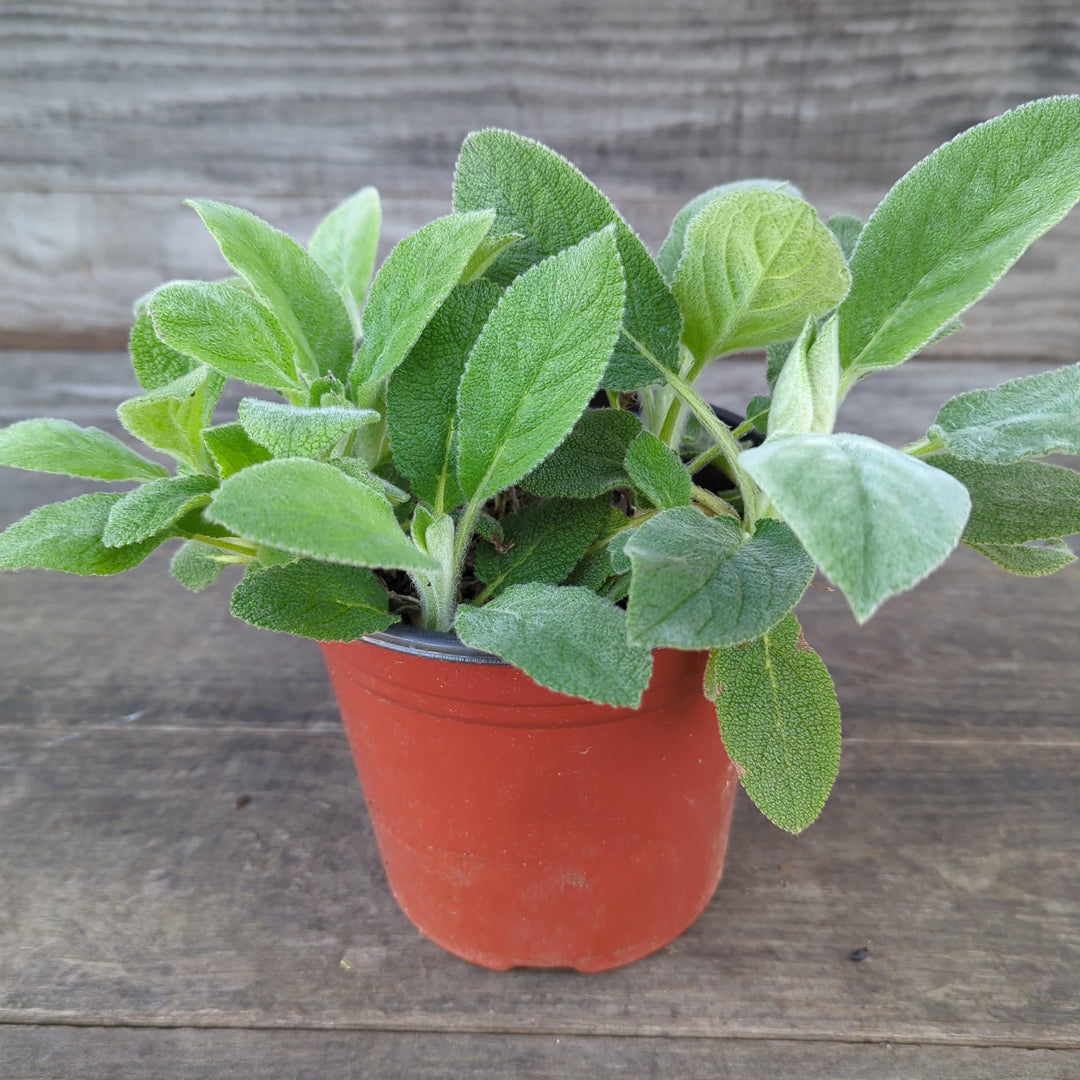 Stachys byzantina 'Helene von Stein' ~ Giant Lamb's Ear-ServeScape