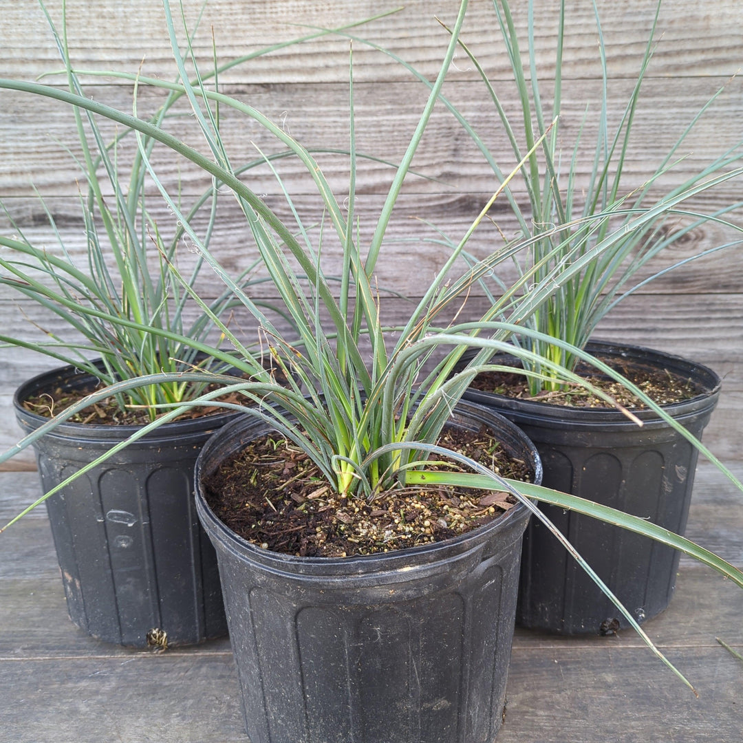 Yucca filamentosa 'Red' ~ Red Adam's Needle, Yucca-ServeScape