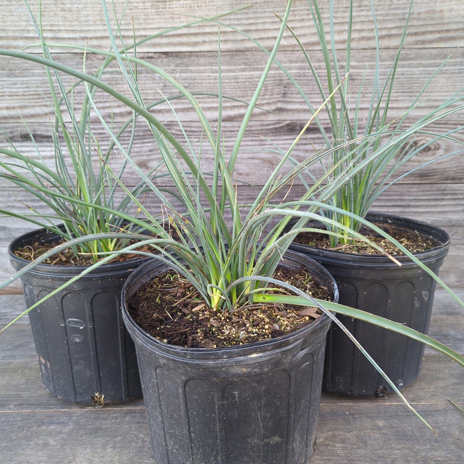 Yucca filamentosa 'Red' ~ Red Adam's Needle, Yucca-ServeScape