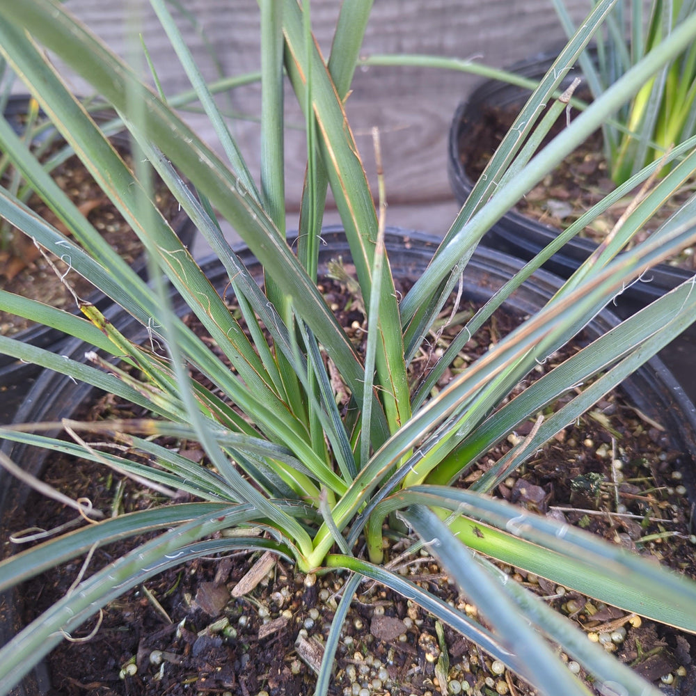 Yucca filamentosa 'Red' ~ Red Adam's Needle, Yucca-ServeScape