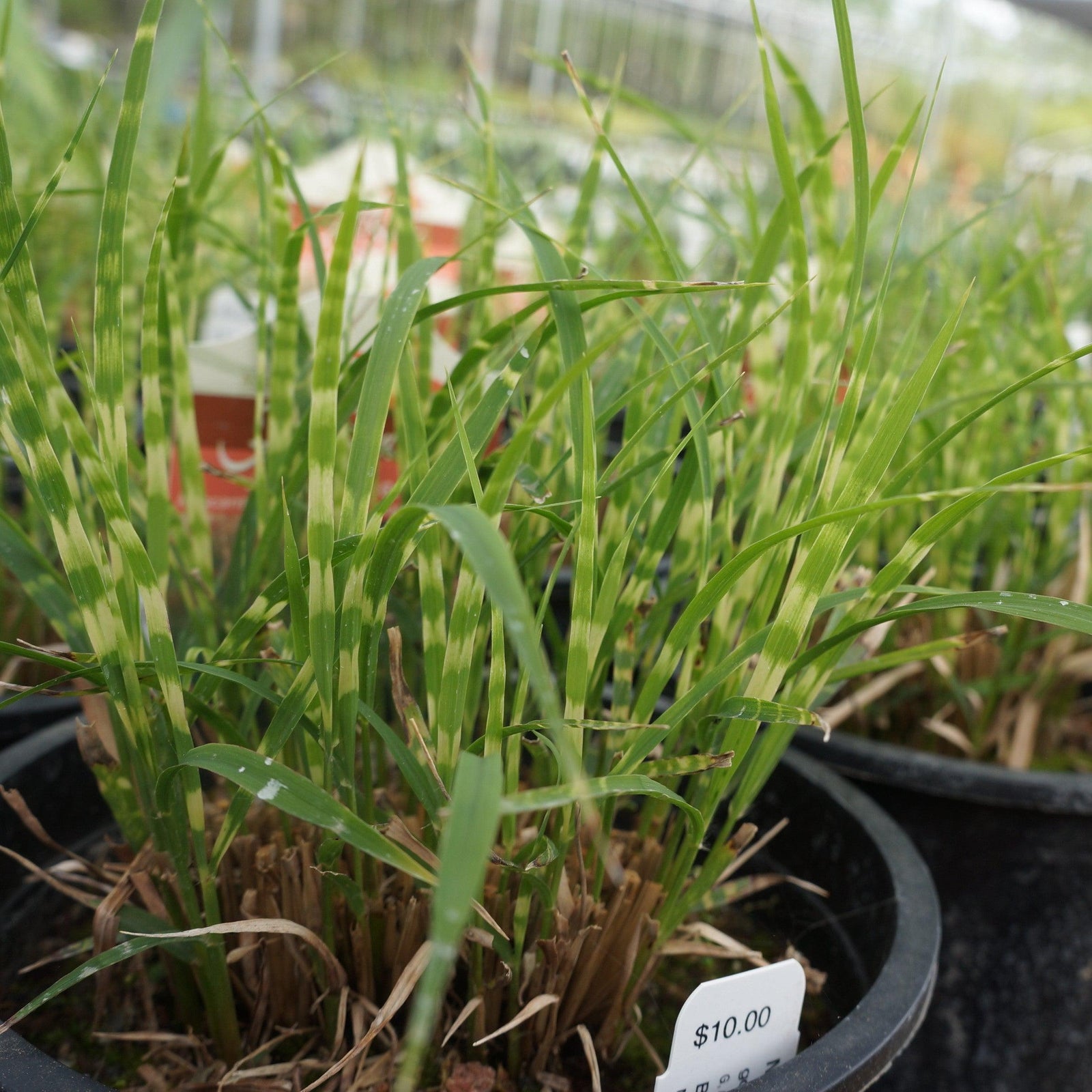 Miscanthus sinensis 'NCMS2B' ~ Bandwidth Maiden Grass-ServeScape