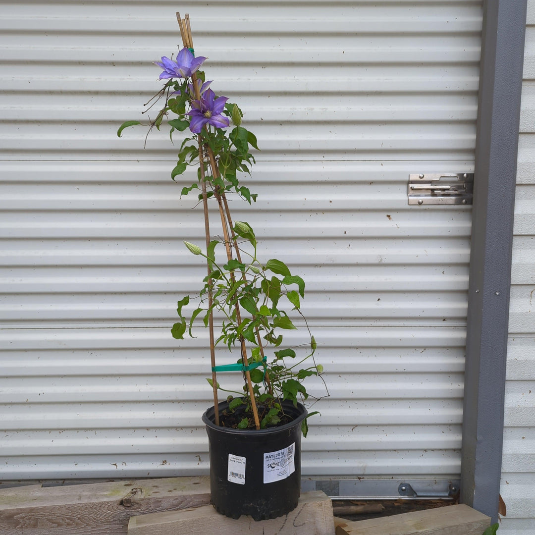 Clematis 'H.F. Young' ~ H.F. Young Clematis-ServeScape