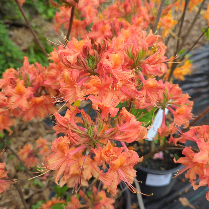 Rhododendron 'Pat Ryan' ~ Pat Ryan Aromi Azalea-ServeScape