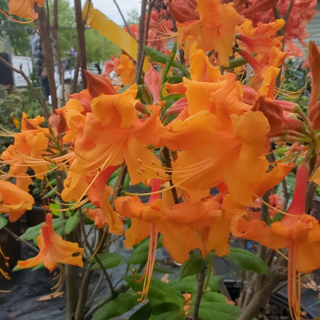 Rhododendron 'Aromi Sunrise' ~ Aromi Sunrise Native Azalea-ServeScape