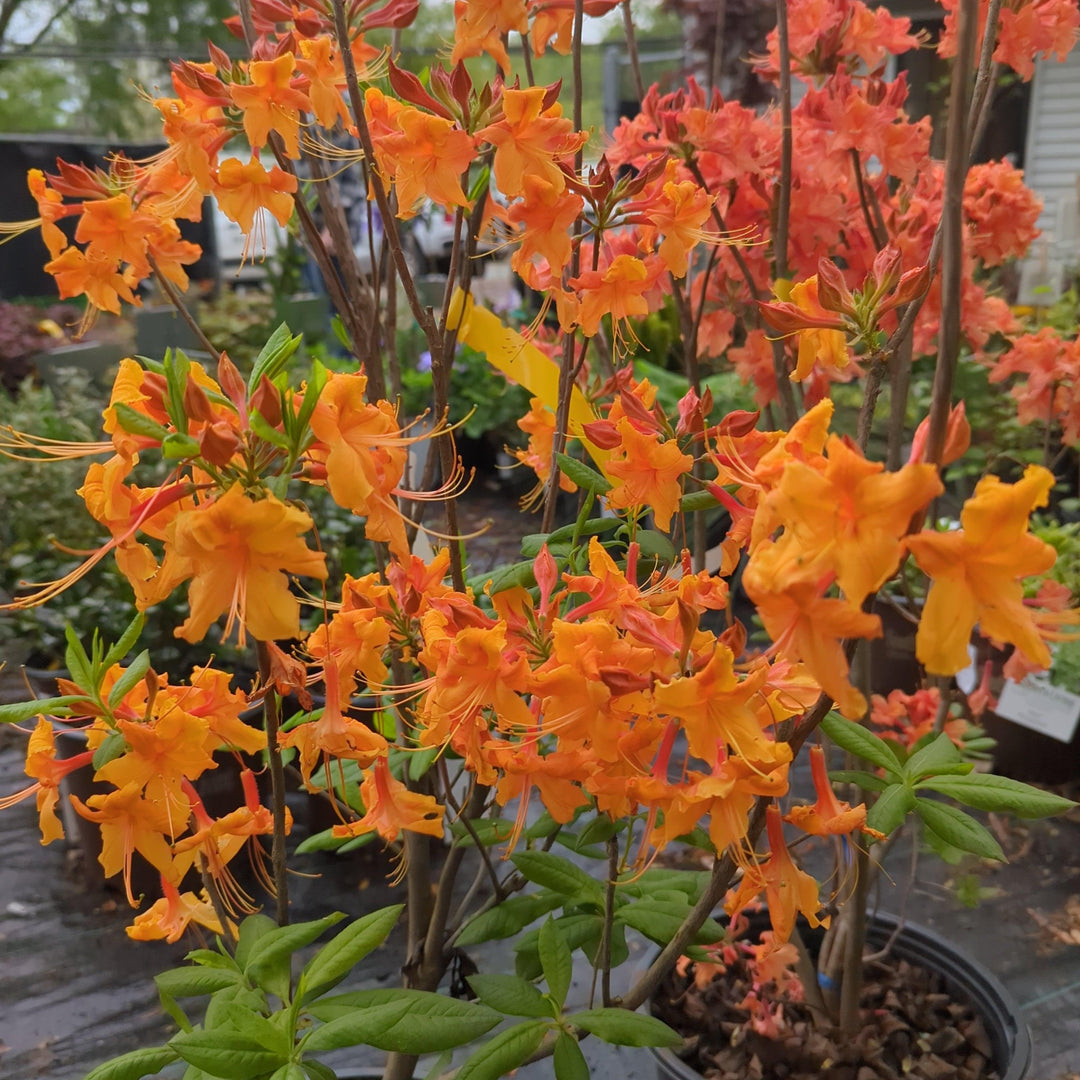 Rhododendron 'Aromi Sunrise' ~ Aromi Sunrise Native Azalea-ServeScape
