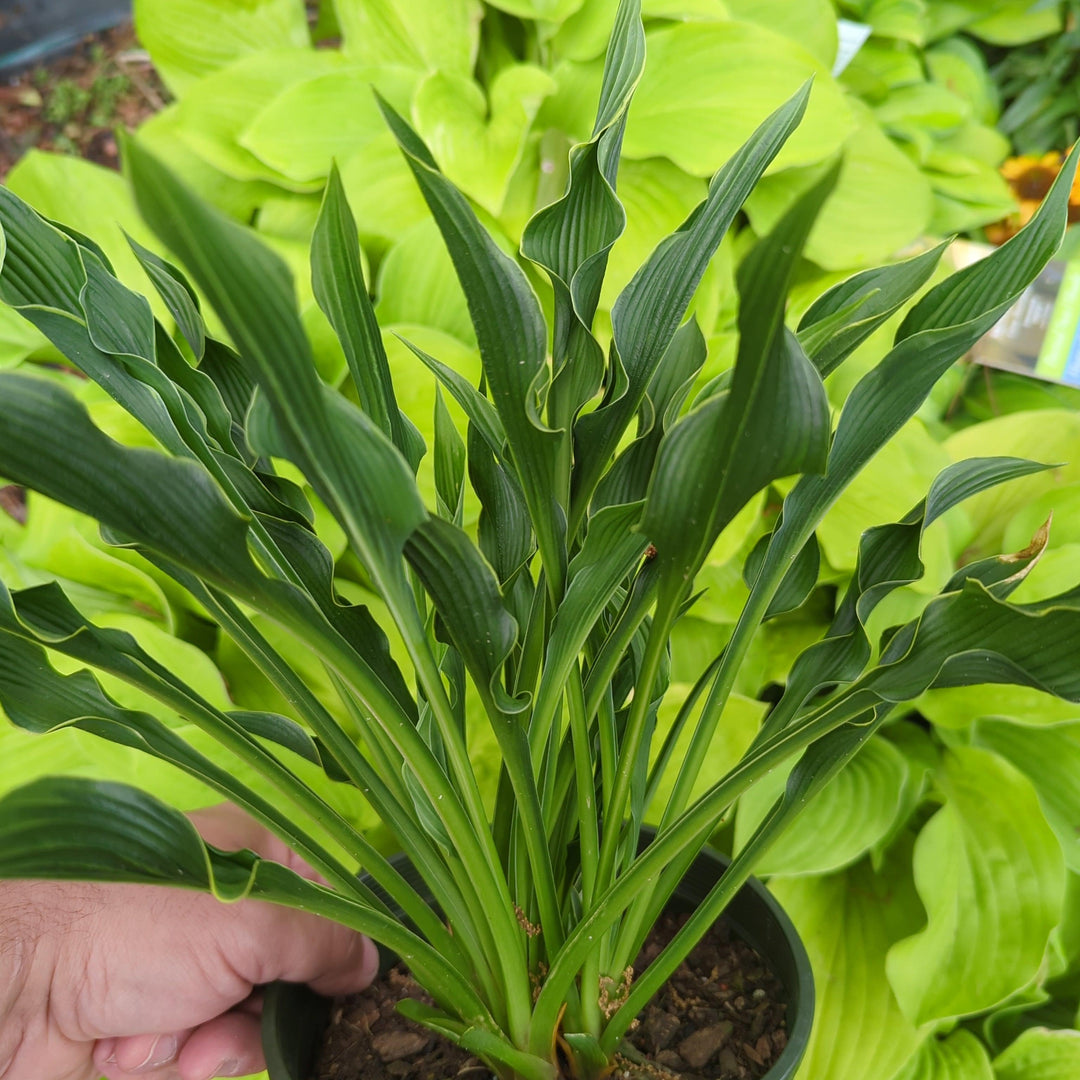 Hosta 'Praying Hands' ~ Praying Hands Hosta-ServeScape