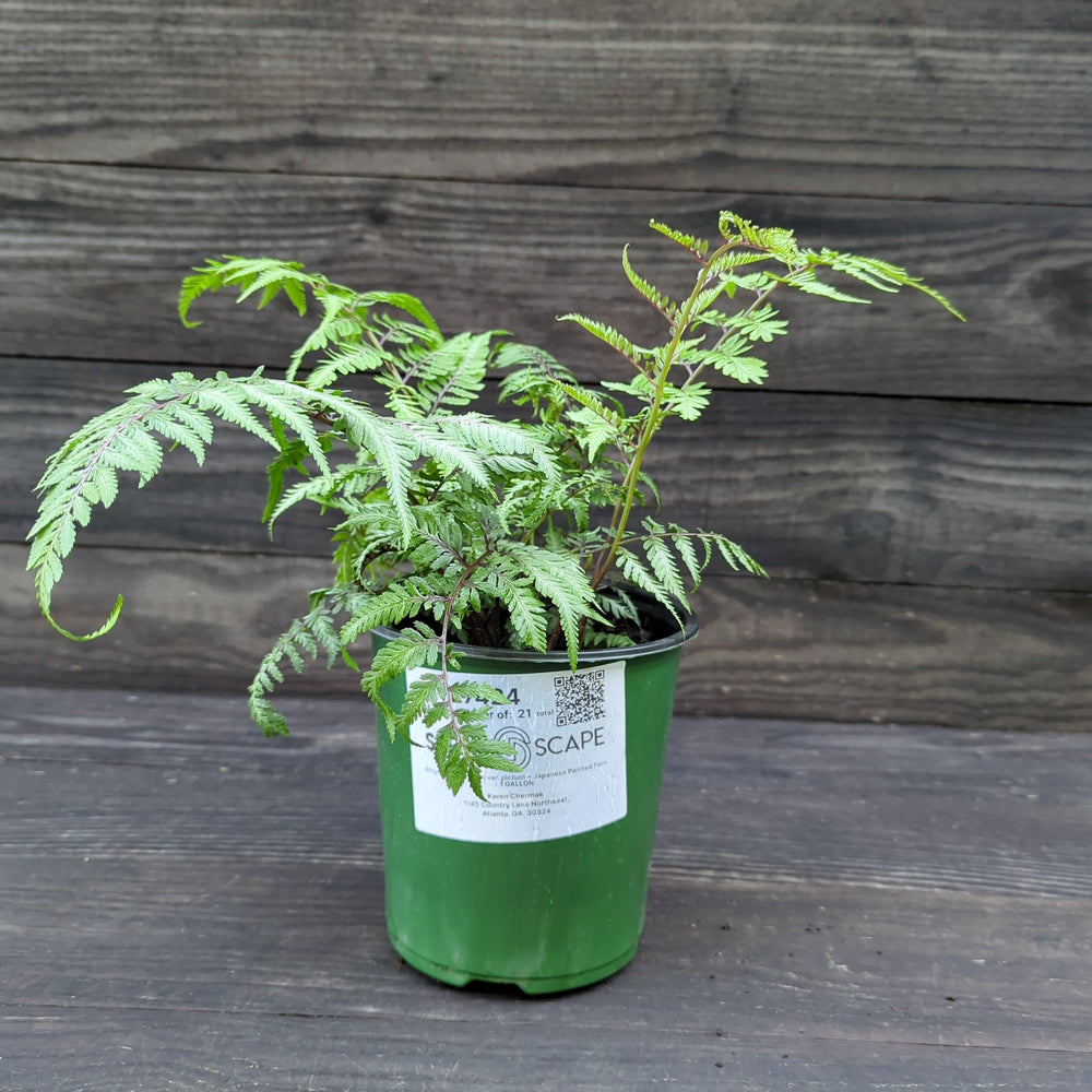 Athyrium niponicum var. pictum ~ Japanese Painted Fern-ServeScape