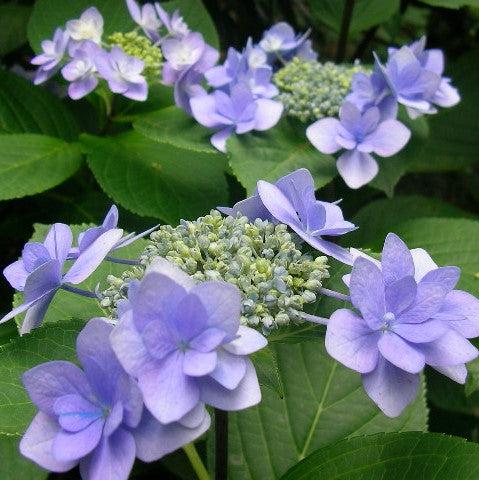Hydrangea macrophylla 'Doublicious' ~ Doublicious Hydrangea-ServeScape