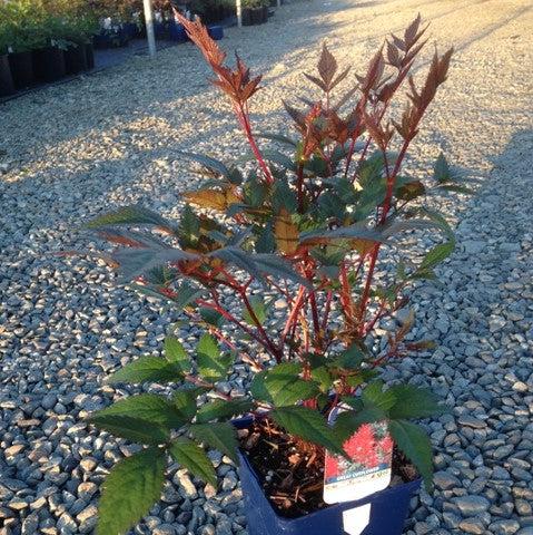 Astilbe japonica 'Red Sentinel' ~ Red Sentinel Astilbe-ServeScape