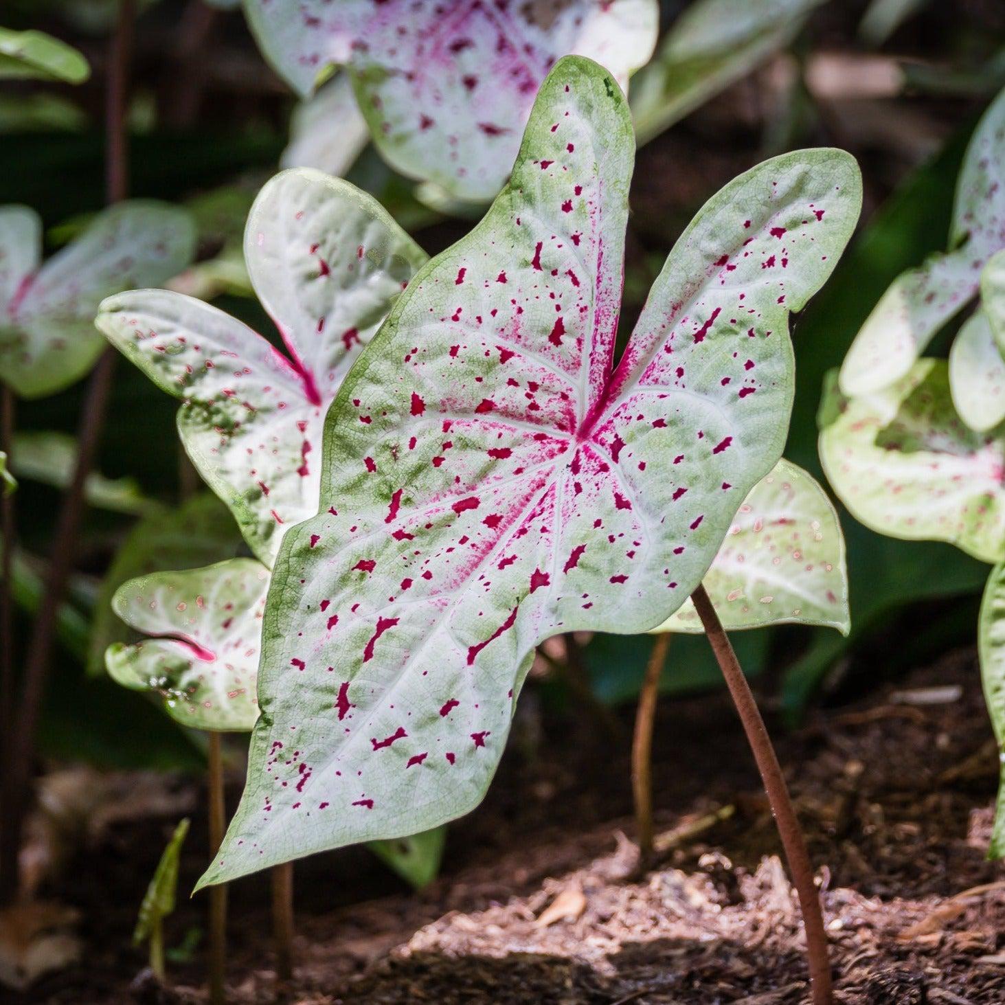 Caladium 'Miss Muffet' ~ Miss Muffet Caladium-ServeScape