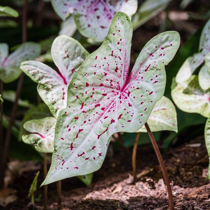 Caladium 'Miss Muffet' ~ Miss Muffet Caladium-ServeScape
