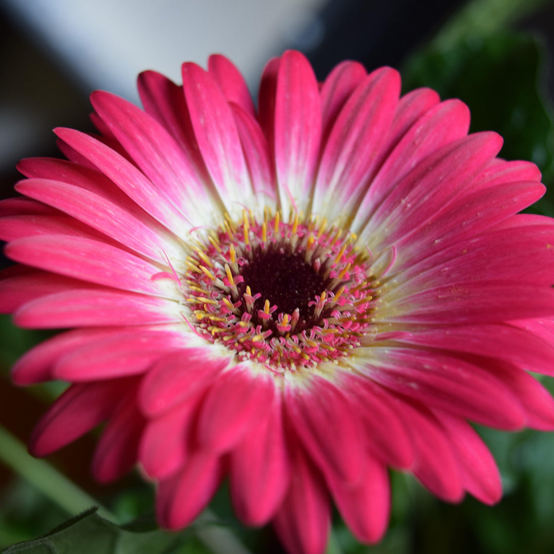 Gerbera 'Garvinea Sweet Spice' ~ Garvinea® Sweet Spice Gerbera-ServeScape