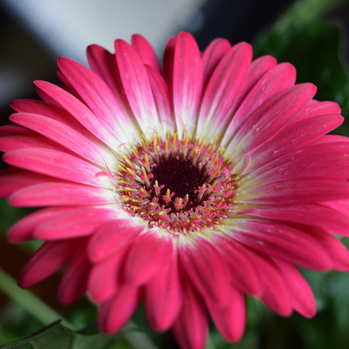 Gerbera 'Garvinea Sweet Spice' ~ Garvinea® Sweet Spice Gerbera-ServeScape