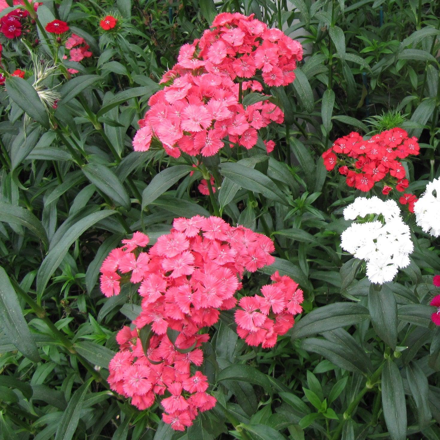 Dianthus 'Telstar Salmon' ~ Telstar Salmon Dianthus-ServeScape
