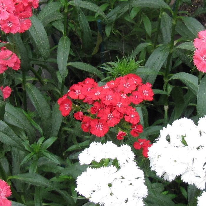 Dianthus 'Telstar Scarlet' ~ Telstar Scarlet Dianthus-ServeScape