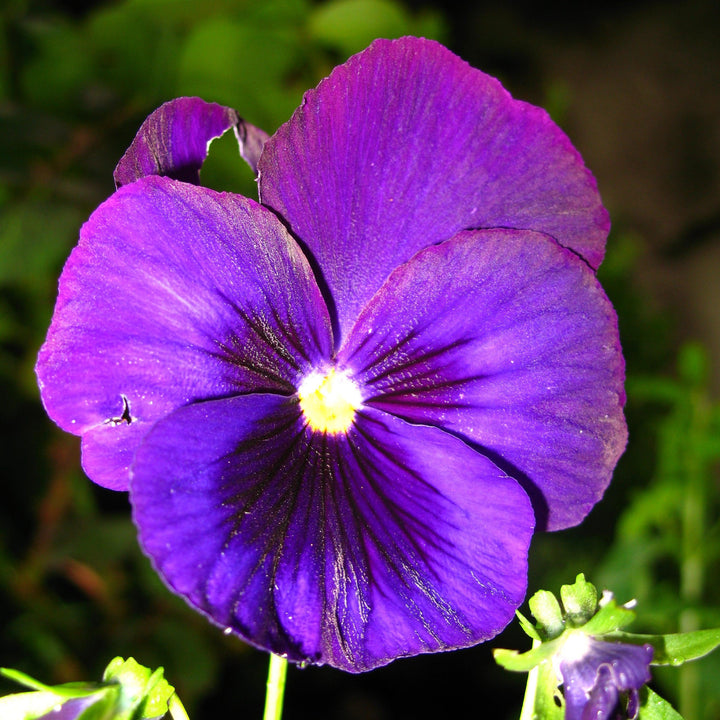 Viola x wittrockiana 'Delta Premium Neon Violet' ~ Delta™ Premium Neon Violet Pansy-ServeScape