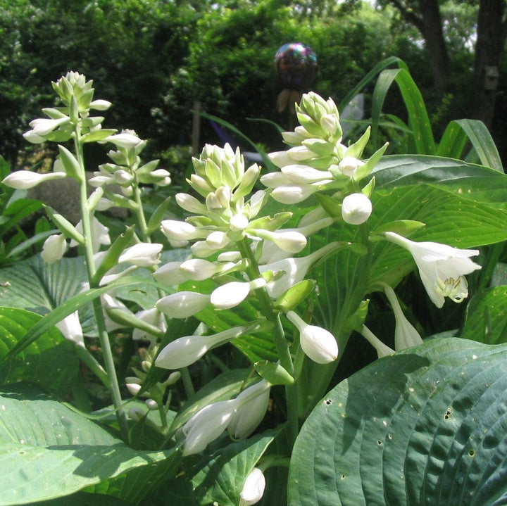 Hosta 'Blue Hawaii' ~ Blue Hawaii Hosta-ServeScape